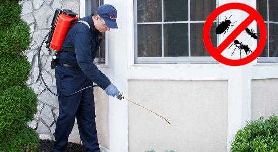 Alaplı Fare İlaçlama böcek ilaçlama ve haşere kontrolü — ilaclama-tr.com
